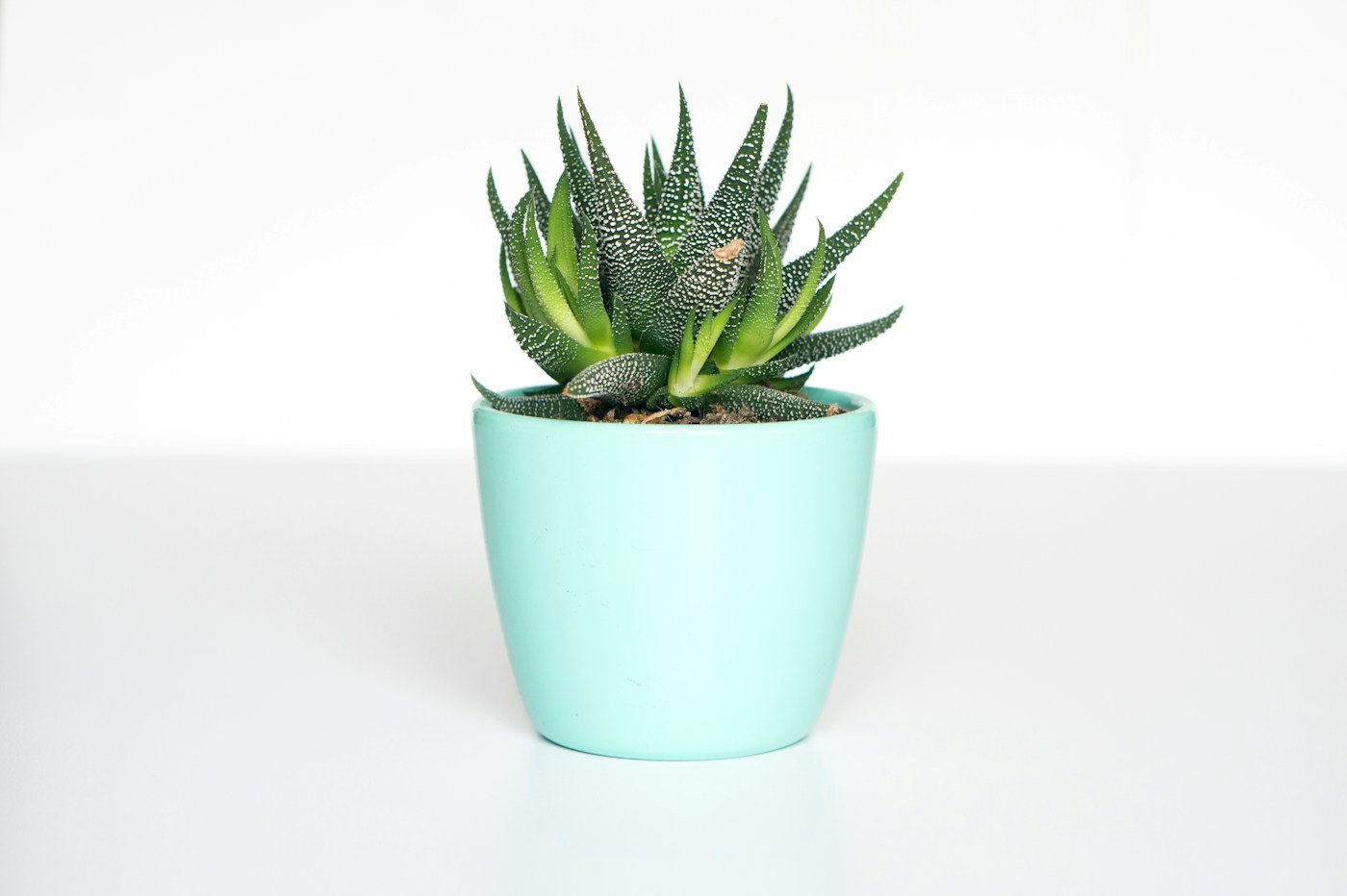Plante verte en pot, univers de la boutique fictive Sève
